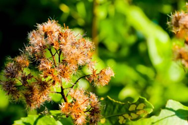 Kuru çiçekler yakın. .