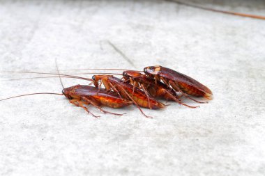 İlişki kavramı: Hamam böceği sevgilisi beton zemin