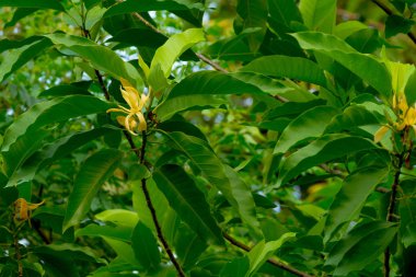bahçede ağaç (Ylang-Ylang çiçek) parfüm