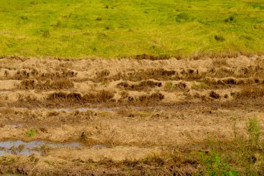 Paddy alanlarında yetiştirilen bitkileri su baskını nedeniyle ölüyor. ölmek üzere, Tayland pirinç bitki.