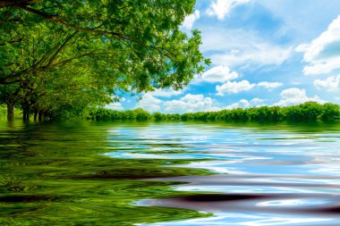 büyük ağaç su arka plan yansıması ile