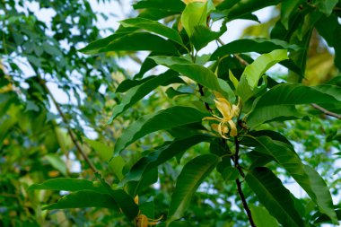 bahçede ağaç (Ylang-Ylang çiçek) parfüm