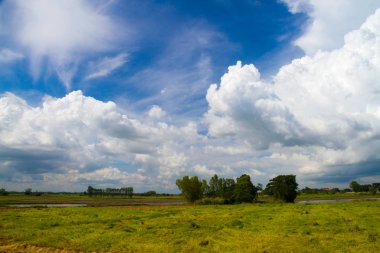 pirinç tarlaları ile arka planda bulutlar yağmur