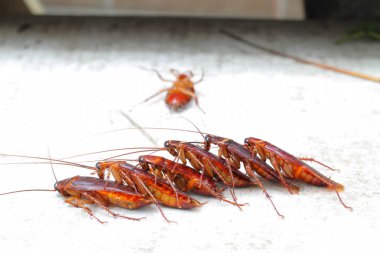 İlişki kavramı: Hamam böceği sevgilisi beton zemin