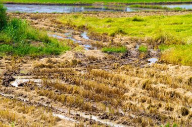 Paddy alanlarında yetiştirilen bitkileri su baskını nedeniyle ölüyor. ölmek üzere, Tayland pirinç bitki