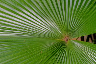 Palmiye yaprakları yeşil doku arka plan