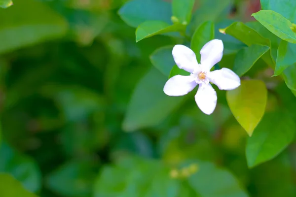 Flor Blanca Inda Wringhtia Antidysenterica Apocynaceae —  Fotos de Stock