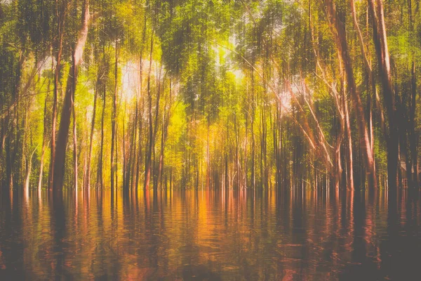 Wazig Abstracte Boslandschap Een Forest — Stockfoto