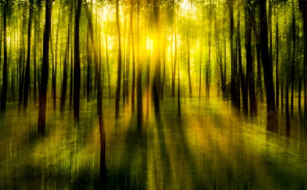 Blurred Abstract Background Photo Natural Forest Misty Sun Light Shining — Stock Photo, Image