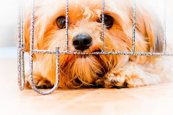 Solo Solitario Triste Perro Desaparecido Jefe — Foto de Stock