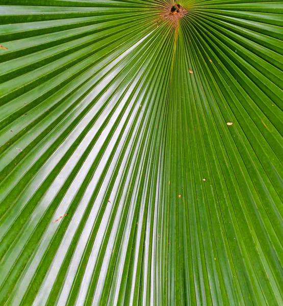 Пальма Листья Зеленый Фон Текстуры — стоковое фото