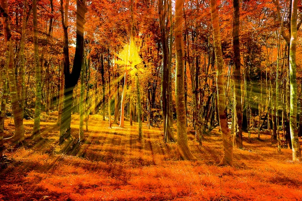 Arbres Dans Une Forêt Verdoyante Compétition Pins Pour Lumière Soleil — Photo