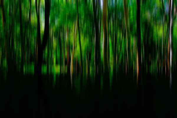 Suddig Skog Abstrakta Landskap Skog — Stockfoto