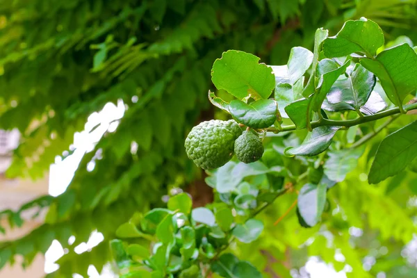 Kaffir Cal Árbol — Foto de Stock