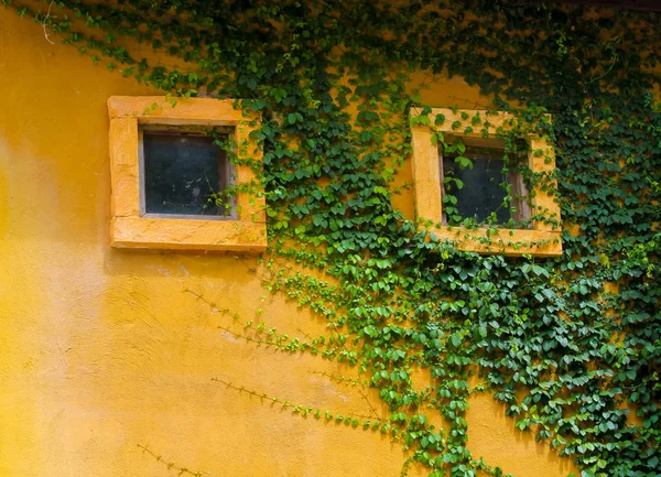 windows on concrete wall with green leaves look like human face