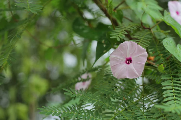 Manhã Glória Flor Para Fundo Natural — Fotografia de Stock