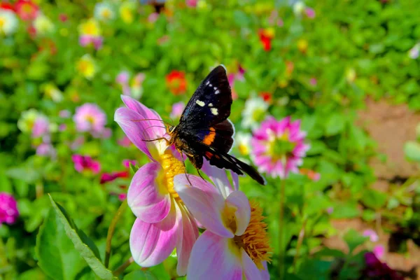 flowers with butterfly in the garden