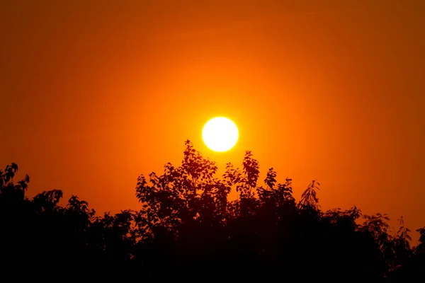 Pôr Sol Avove Árvore — Fotografia de Stock