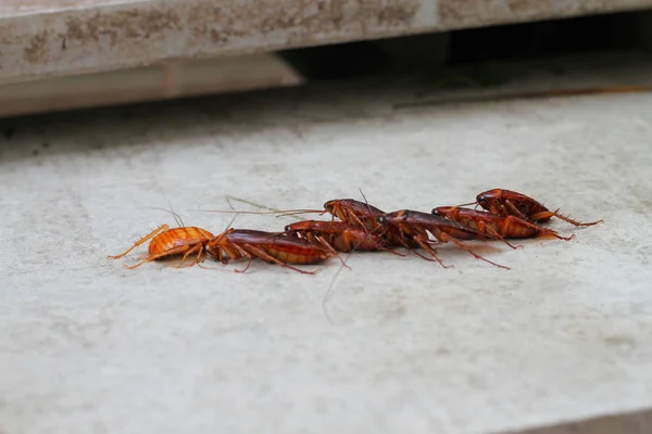 hamamböceği beton zemin