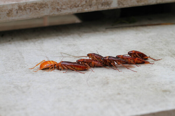 таракан на бетонном полу
