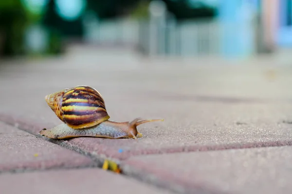 Snail Walking Concrete Floor — Stock Photo, Image