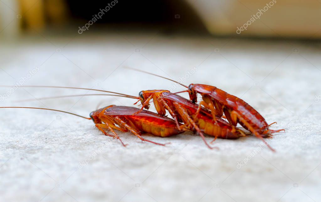 Relation concept : cockroach lover on concrete floor