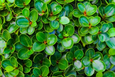 arka plan için yeşil yaprakları