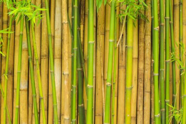 Bambu Ağacı duvar doğal arka planı için