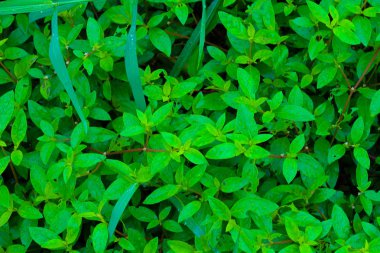 yeşil yaprak soyut arkaplanı