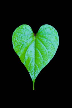 arka plan kalp şeklinde yaprakları