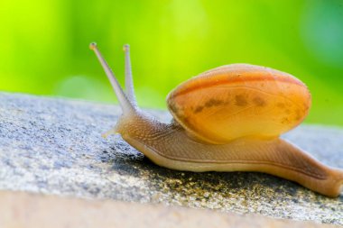 salyangoz yakalamak somut, güzel salyangoz Beton üzerinde sabah