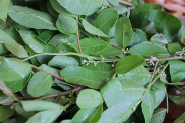 Schinus terebinthifolius Brezilyalı biber-ağaç papaya salatası ile. Tayland favori yemekleri