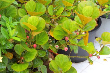 Ficus deltoidea, ökse otu incir (Tay Malezya veya Sarika Lin tanga Mas Cotek) olarak bilinen bir büyük çalı veya küçük ağaç türlerin yerel Güneydoğu Asya'ya ve dünya diğer bölgelerinde yaygın olarak vatandaşlığa olduğunu