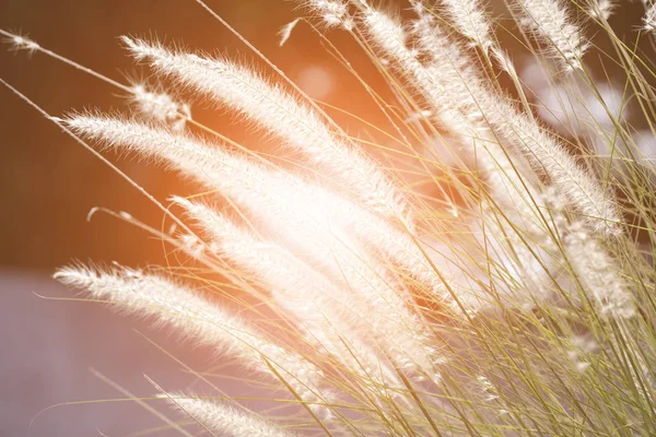 Poacaea Grass Flower Fielld — Stock Photo, Image