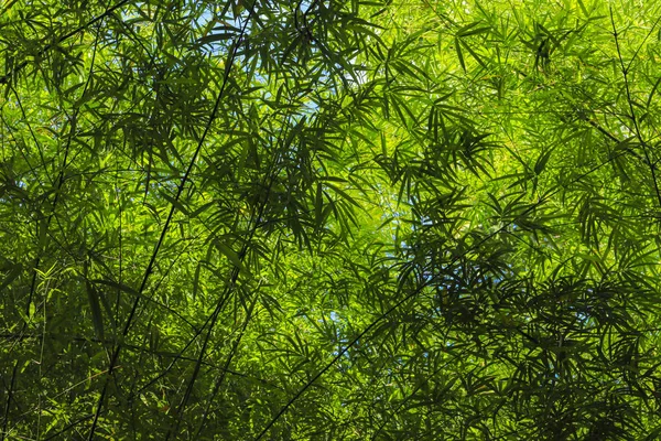 Parete Albero Bambù Sfondo Naturale — Foto Stock