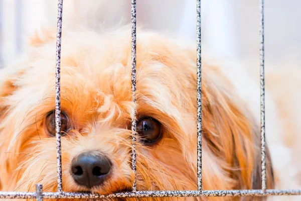 Solo Solitario Triste Perro Desaparecido Jefe — Foto de Stock