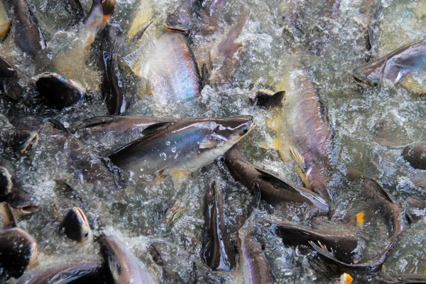 Пангасиус Реке Много Рыб Конкурирующих Пищу Pangasius Рыбы Едят Похищают — стоковое фото