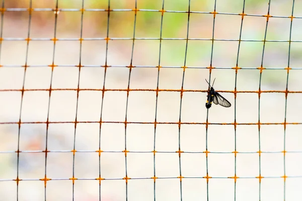 監禁飼育分離 捕われの身 鋼鉄網の小さな蝶 — ストック写真
