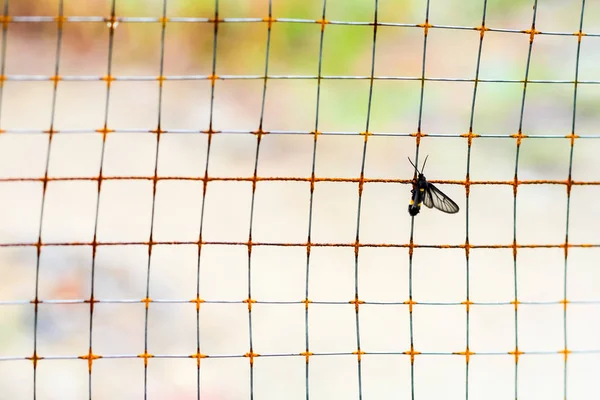 Confinamento Isolamento Cativeiro Prisão Encarceramento Cativeiro Borboleta Pequena Nas Redes — Fotografia de Stock