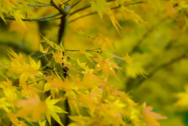 Yellow Maple Dla Naturalnego Tła — Zdjęcie stockowe