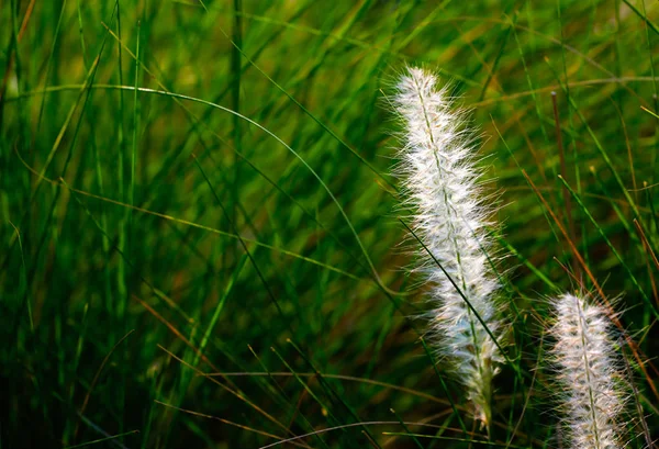 Poacaea Grass Flower Fielld — Stock Photo, Image