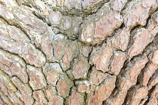 소나무 소나무의 — 스톡 사진