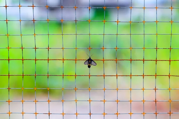 Confinamiento Aislamiento Cautiverio Encarcelamiento Encarcelamiento Cautiverio Pequeña Mariposa Las Redes — Foto de Stock