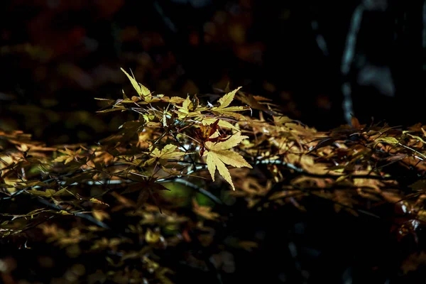 Кленове Листя Восени — стокове фото