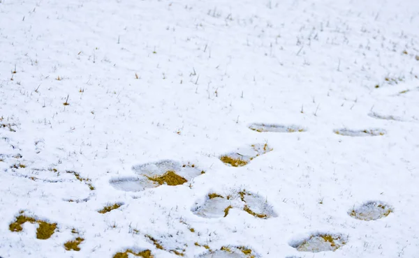 Ślad Polu Śnieg — Zdjęcie stockowe