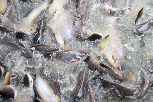 河里的潘加修斯 许多鱼争抢食物 潘加修斯鱼吃和抢 Sawaai 选择性聚焦 — 图库照片