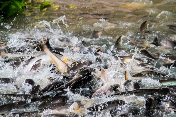 the pangasius in the river, many fish competing for food,Pangasius fish eating and snatching.Sawai fish - selective focus