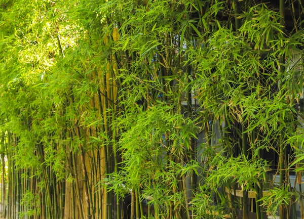 Bamboo Tree Wall Natural Background — Stock Photo, Image