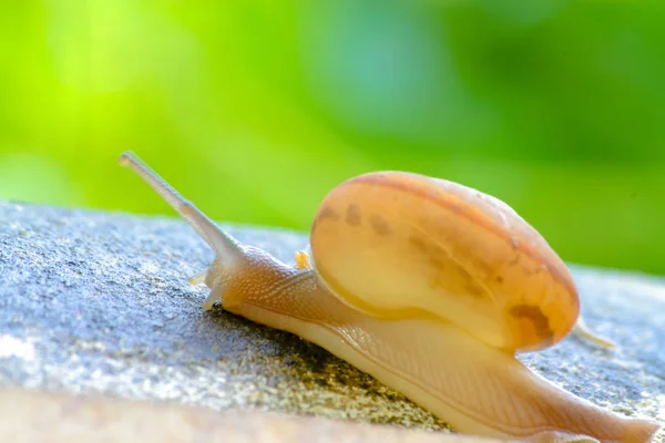 蜗牛在早上流行混凝土混凝土 美丽的蜗牛 — 图库照片