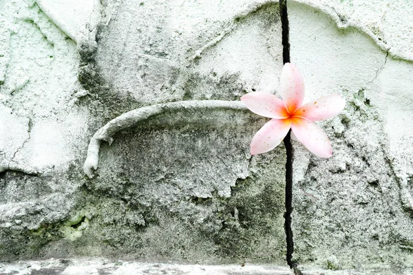 Квіткова Бетонна Тріщина Стіни — стокове фото
